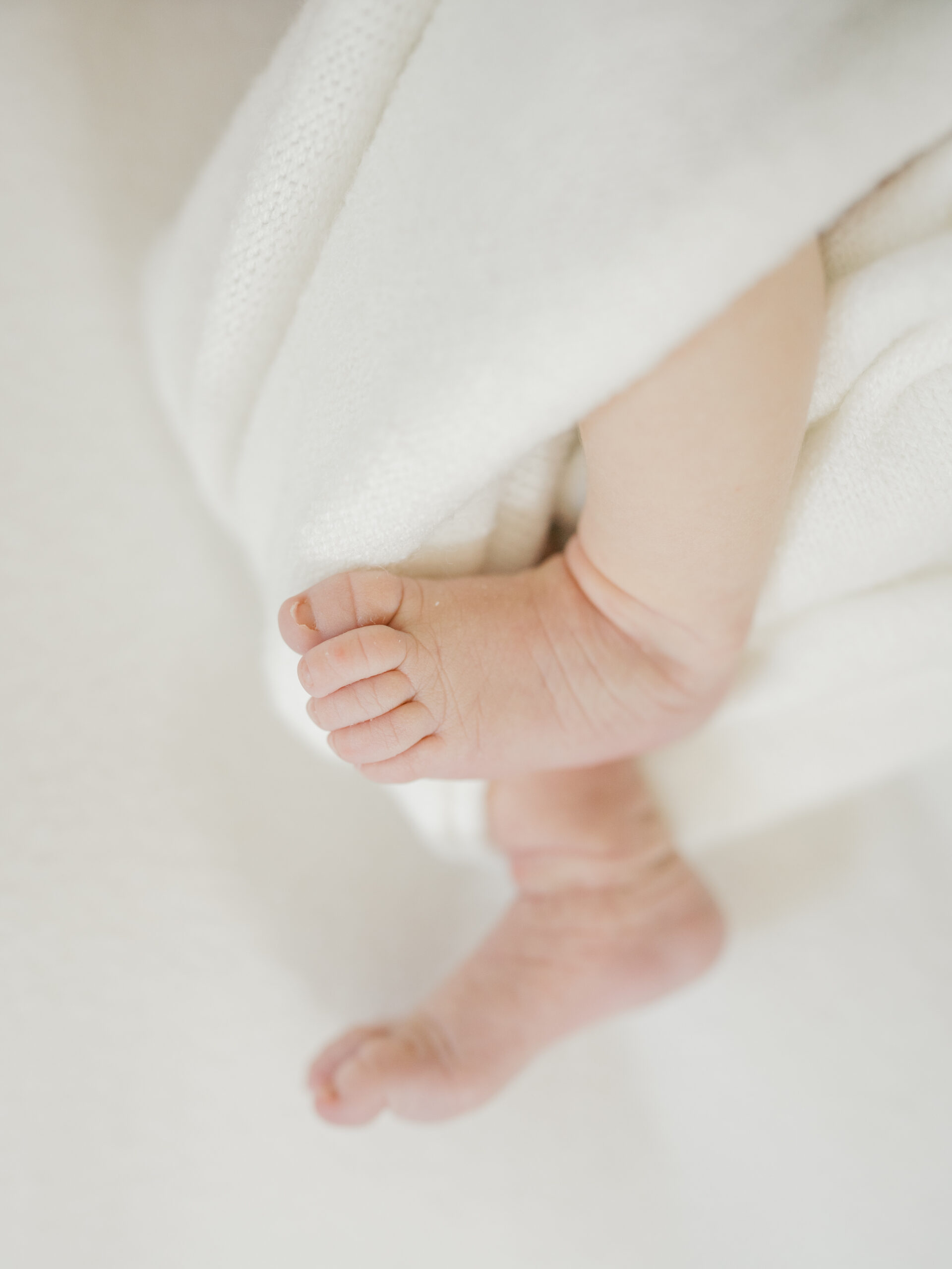 Newborn Portraits